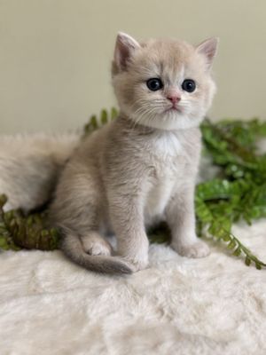 Продается британские котята