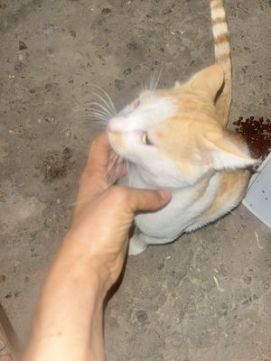 Aqlli yaxshi uy mushugi kimdur ko’chaga chiqarvorgan