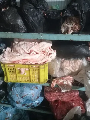 mol yoglar toza pokiza