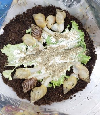 Косметологические улитки ахатины, ulitka shilliqurt