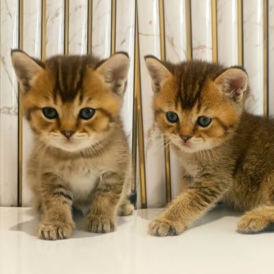 Золотая шиншилла мальчик