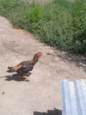 Xoʻroz zoti toza kulangi shamo