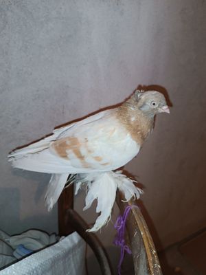 Kaptar boqilganlardan
