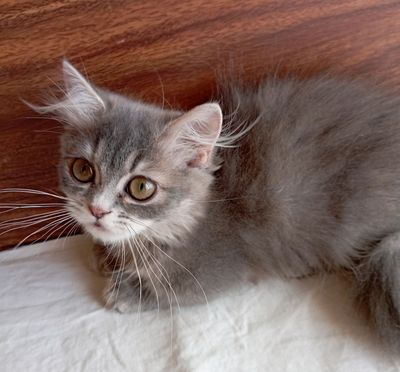 Котёнок Манчкин 4 мес. девочка