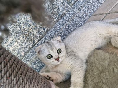 кошки