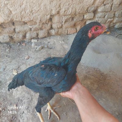 dakan mukuyonlar