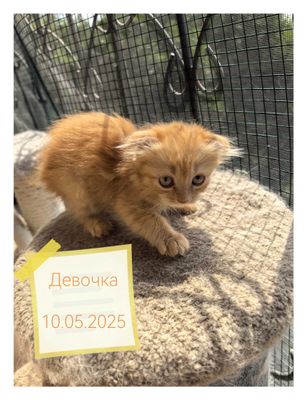 Продаю котят 2 девочки 1 малчик