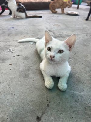 Бесплатно котята в добрые руки