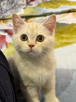 Котик скоттиш страйт