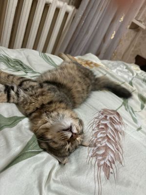Котенок, 2,5 месяца, отдаётся в ОТВЕТСТВЕННЫЕ И ДОБРЫЕ РУКИ