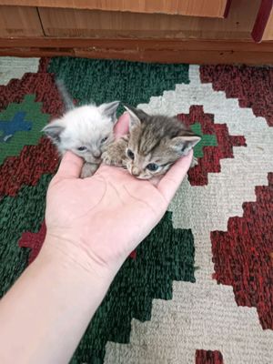 zotli mushukchallar sotiladi qiz.oʻxil