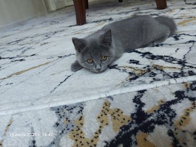 Котёнок Мушик продаётся