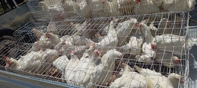 Loman sendi tovuqlari sotiladi