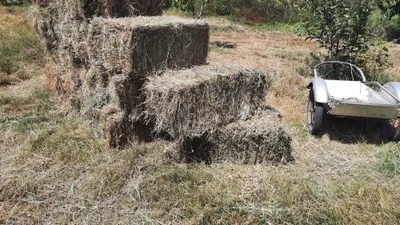 Пичан прис сотилади