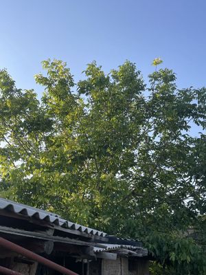 Yongoq daraxti bor 2,5 mln