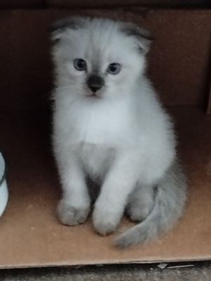 Котята скоттиш фолд и скоттиш страйт