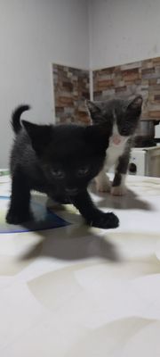 Отдам в добрые руки