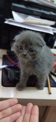 Фолд и страйт котята