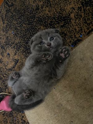 Котята скоттиш фолд SCOTTISH FOLD