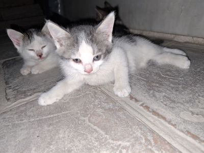 Подарим котята в добрые руки
