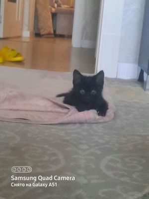 кошка