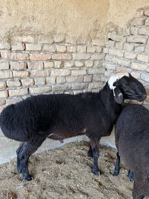 Qo’chqor sotiladi….
