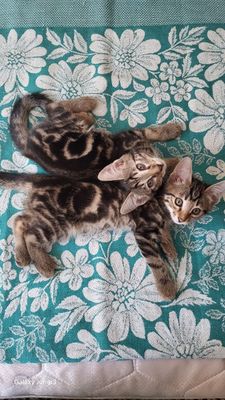 Котята . Породы Бенгал
