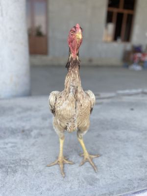 Yirik dakan makyon soraganlarga