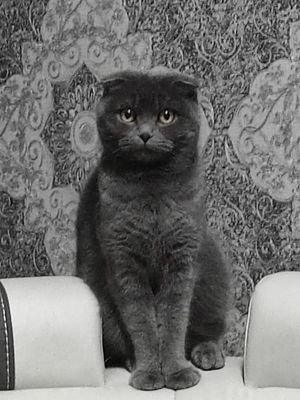 Скотиш фолд тозза зот срочно сотилади