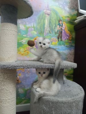 Британски серебристи шеншилла