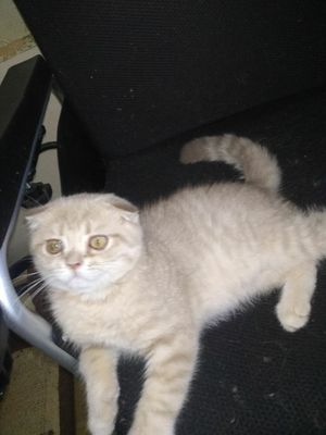 Продается котенок