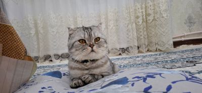 Продаётся породистый кот.