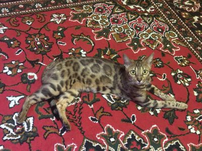 BENGAL Qiz bola. ‼️‼️ БЕНГАЛ девочка ‼️‼️