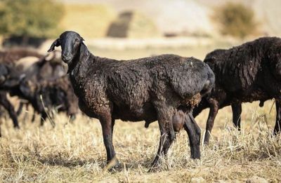 ochqorlar sotiladi aqiqa va marosimlar uchun