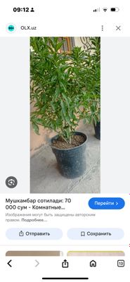 gullar