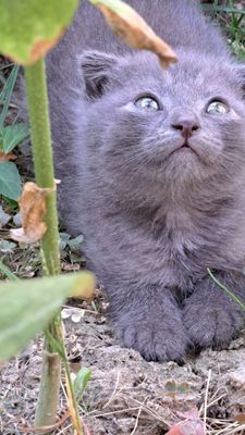 Продаётся котята