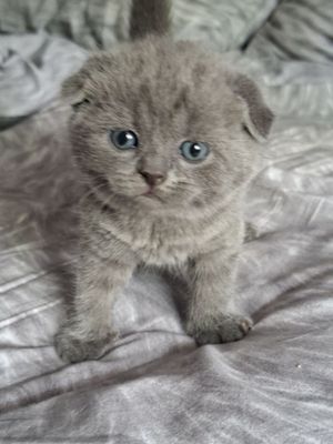 Шотландские скоттиш страйт и скоттиш фолд