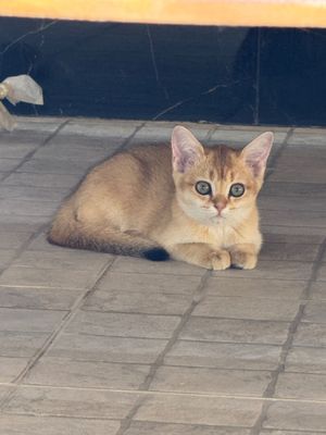 Продам котят, Золотистый шиншилла