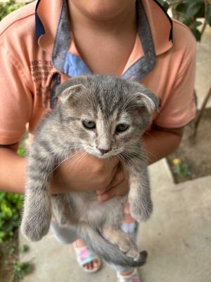 Продается котенок вислоухая британская шиншила !!!