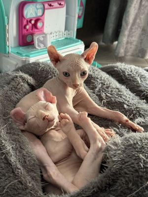 Сфинкс эльф мальчики