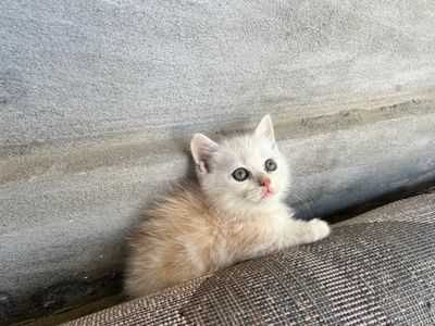 Очаровательный котёнок ищет новый дом!