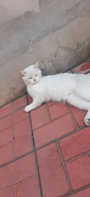 Британскийшиншилла