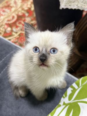Siam mushukchalar 2 qizaloq (сиамские котята) Termiz