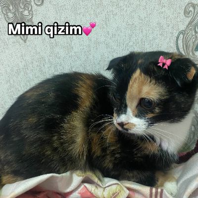 Qizcha sotiladi