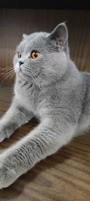 Вязка котов SOTILMIDI