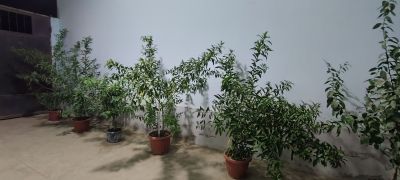 Mushkamar gulla sotladi,kechasi xid chiqaradi