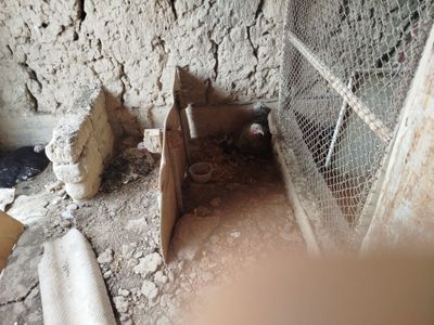 Курка боласи билан сотилади