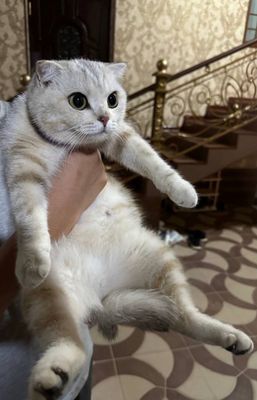 SCOTTISH FOLD Silver Shinshilla