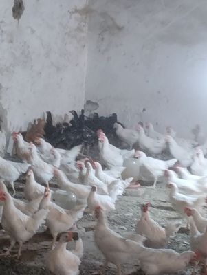 Жужалар сотилади..! Товуқ хуроз курка урдак товус..!