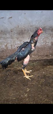 Таначи хороз тозаси келишамиз ками бор